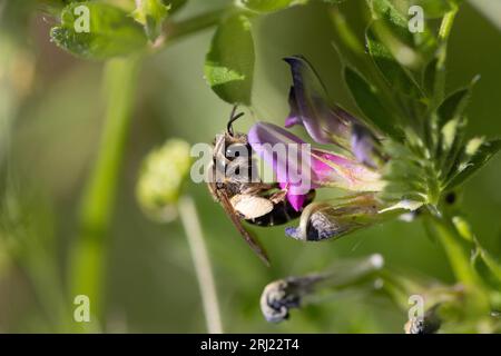 Eucera longicornis Stock Photo