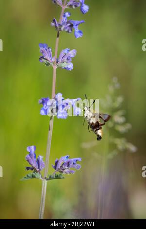 Broad-bordered Bee Hawk-moth (Hemaris fuciformis) in flight, feeding on catnip (Nepeta cataria) Stock Photo