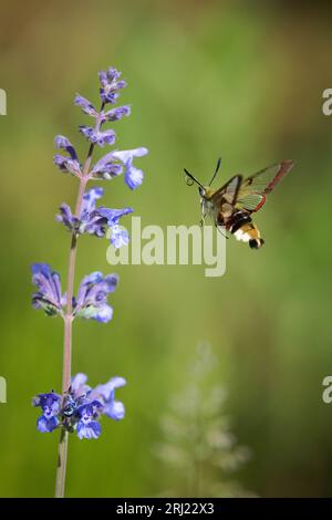 Broad-bordered Bee Hawk-moth (Hemaris fuciformis) in flight, feeding on catnip (Nepeta cataria) Stock Photo