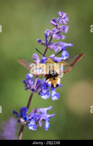 Broad-bordered Bee Hawk-moth (Hemaris fuciformis) in flight, feeding on catnip (Nepeta cataria) Stock Photo