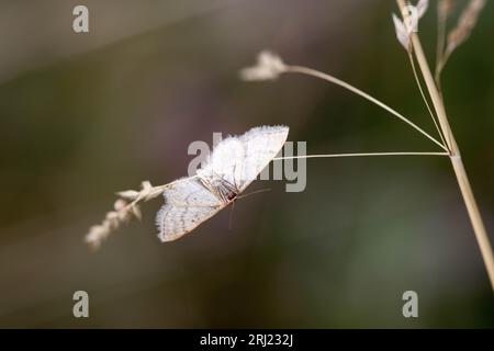 Common white wave moth, cabera pulsaria, on dry grass Stock Photo