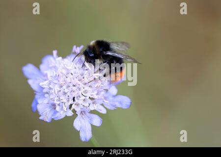 Steinhummel, Bombus lapidarius, red.tailed bumblebee, on knautia Stock Photo