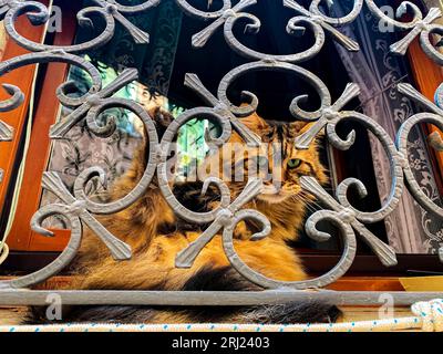 An orange cat sitting by a window looking through the embellishments of a metal grille. Stock Photo