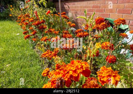 French Marigold 'Camen' flowering in a flower bed in a residential garden Stock Photo