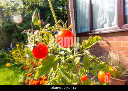 Cherry tomatoes 'Lizzano' growing and ripening on plants growing in the border of a garden. Stock Photo