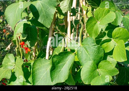 Home grown runner beans growing in a garden Stock Photo