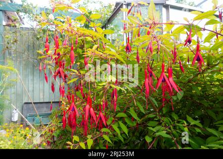 A fuchsia plant flowering with many brightly coloured flowers. Stock Photo
