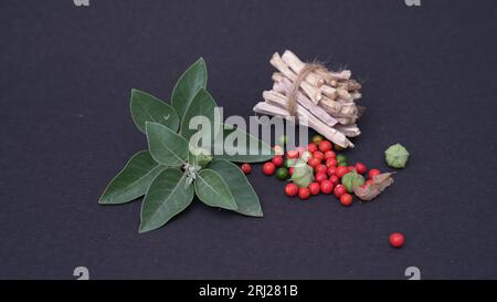Withania somnifera, known commonly as ashwagandha. Best Medicinal, herb for boost energy and reduce anxiety. Stock Photo