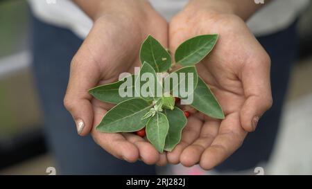 Withania somnifera, known commonly as ashwagandha. Best Medicinal, herb for boost energy and reduce anxiety. Stock Photo