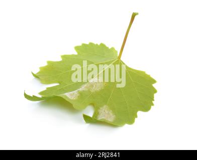 Downy mildew on a grape leaf. Isolated on white background Stock Photo