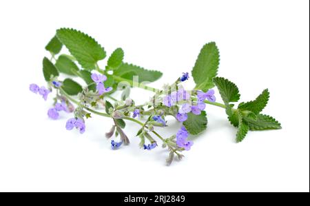 Nepeta cataria, commonly known as catnip, catswort, catwort, and catmint. Isolated on white background Stock Photo