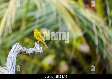 Saffron Finch, Sicalis flaveola,  perched on a branch in the Pantanal, Mato Grosso, Brazil Stock Photo