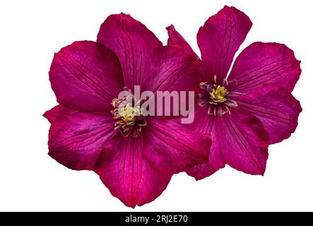 clematis flower isolated on white background Stock Photo