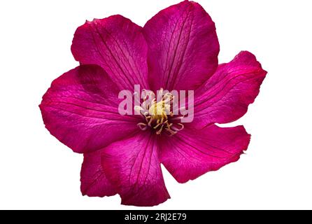 clematis flower isolated on white background Stock Photo