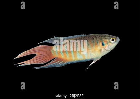 male paradise fish on dark background. (Macropodus opercularis); this is a colorful fish from Asia, popular for tanks Stock Photo
