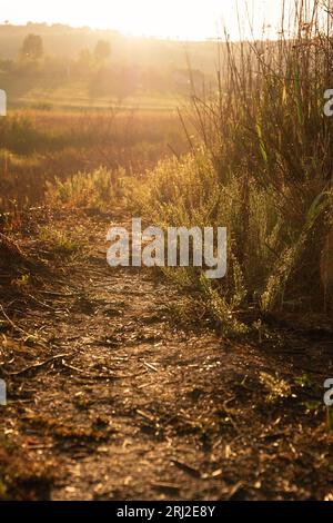 footpath over natural bushy terrain at dawn, beautiful orange light Stock Photo