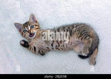 tabby cat full length, cute kitten on white blanket looking at camera Stock Photo