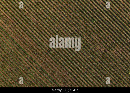 Rows of soybean crops in field forming striped pattern, aerial shot from drone pov directly above Stock Photo