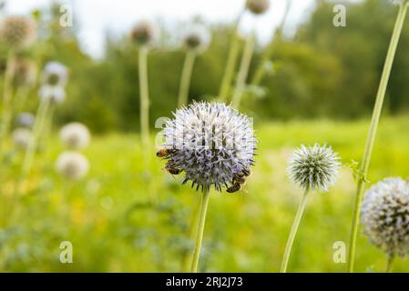 Echinops sphaerocephalus, known as glandular globe-thistle, great globe-thistle or pale globe-thistle with honeybees collecting honey outdoors. Stock Photo
