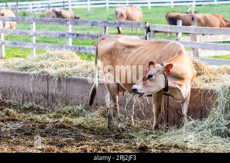 Jersey cows in farm grazing on hay Stock Photo