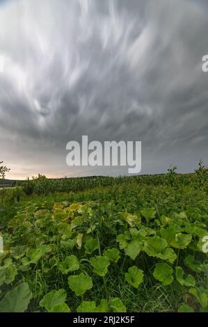 Dramatic sky of an approaching thunderstorm over fields with pumpkins. Stock Photo