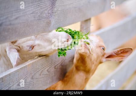 The goats' appetite for fresh grass is insatiable as they graze in the pasture, a staple of agriculture. Stock Photo