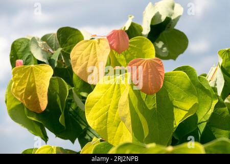 Redbud, Cercis canadensis 'The Rising Sun', leaves, Canadian Redbud, Green, Orange, Foliage Stock Photo