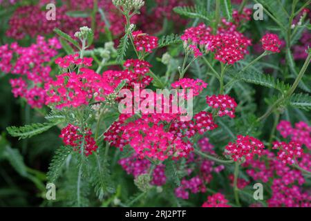 Achillea millefolium, Pink common yarrow in flower. Stock Photo