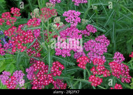 Achillea millefolium, Pink common yarrow in flower. Stock Photo