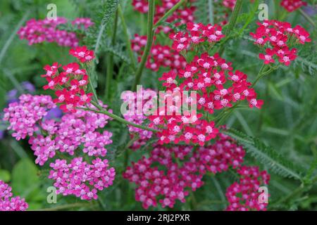 Achillea millefolium, Pink common yarrow in flower. Stock Photo