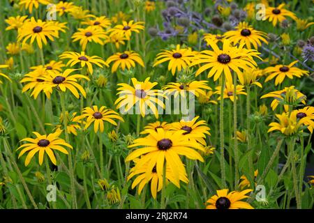 Rudbeckia fulgida, commonly known as Deam's coneflower or Black Eyed Susan, in flower. Stock Photo