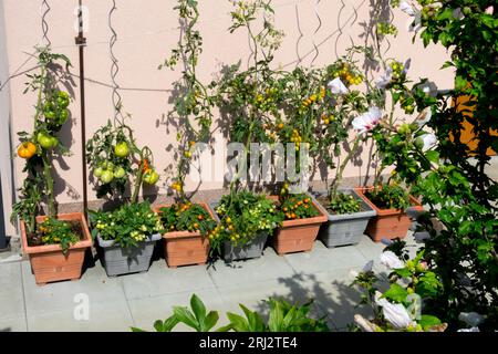 Tomatoes growing in pots, patio Stock Photo