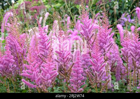 Purple Astilbe, false goat's beard or false spirea 'obergartner jurgens' x arendsii, in flower. Stock Photo