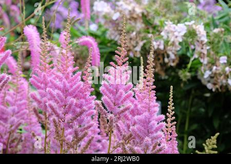 Purple Astilbe, false goat's beard or false spirea 'obergartner jurgens' x arendsii, in flower. Stock Photo