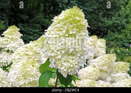 Large white Hydrangea paniculata 'Phantom' in flower. Stock Photo