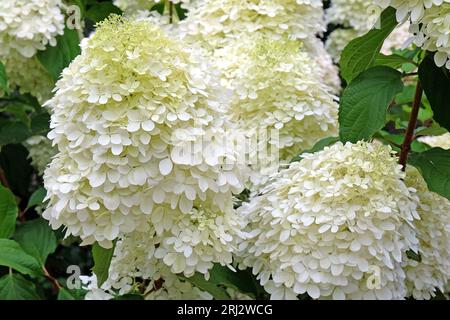 Large white Hydrangea paniculata 'Phantom' in flower. Stock Photo