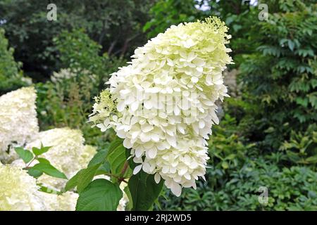 Large white Hydrangea paniculata 'Phantom' in flower. Stock Photo