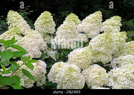 Large white Hydrangea paniculata 'Phantom' in flower. Stock Photo