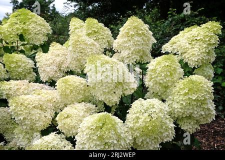 Large white Hydrangea paniculata 'Phantom' in flower. Stock Photo