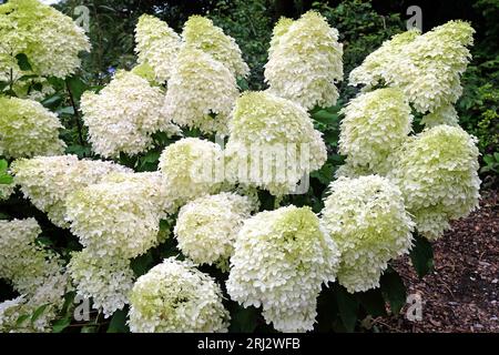 Large white Hydrangea paniculata 'Phantom' in flower. Stock Photo