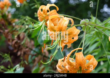 Lilium bulbiferum, orange tiger lily in flower. Stock Photo