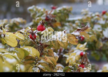 The red fruit of the wild rose and the first snow. The transition from autumn to winter. Stock Photo