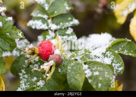 The red fruit of the wild rose and the first snow. The transition from autumn to winter. Stock Photo