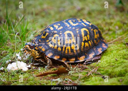 An Eastern Box Turtle (Terrapene carolina carolina) feasting on some funghi in the woods of Cape Cod Stock Photo