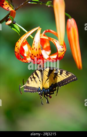 A Two Tailed Swallowtail butterfly (Papilio multicaudata) on a Tiger Lilly in a Cape Cod garden (USA) Stock Photo