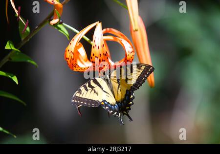 A Two Tailed Swallowtail butterfly (Papilio multicaudata) on a Tiger Lilly in a Cape Cod garden (USA) Stock Photo