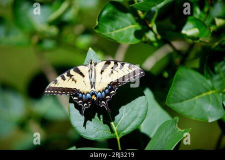 A Two Tailed Swallowtail butterfly (Papilio multicaudata) on a leaf in a Cape Cod garden (USA) Stock Photo