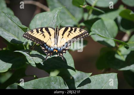 A Two Tailed Swallowtail butterfly (Papilio multicaudata) on a leaf in a Cape Cod Garden (USA) Stock Photo