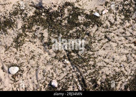 Atlantic Horseshoe Crab Limulus polyphemus, eggs laid on sandy beach, Reeds Beach, New Jersey, USA, May Stock Photo