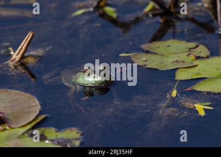 Green frog Lithobates clamitans, adult resting in pool, Cape May Bird Observatory, New Jersey, USA, May Stock Photo